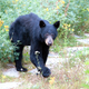 Image for article titled How To Fight A Bear And Win